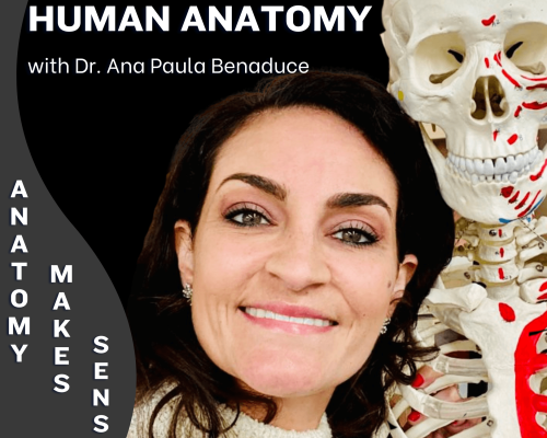 Anatomy makes Sense!
